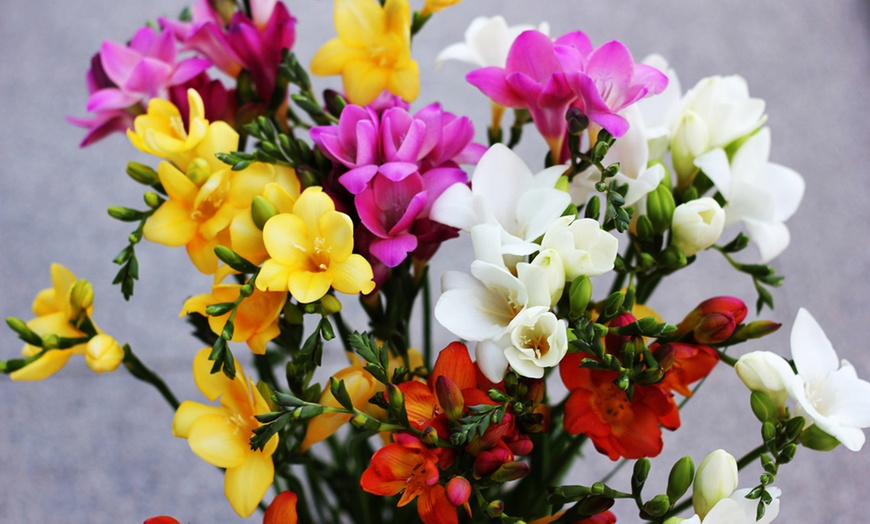 Image 1: Fragrant Freesia Collection - 50 or 100 Bulbs