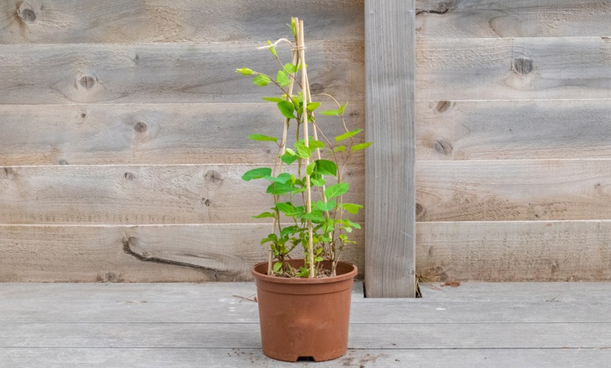 Image 6: Honeysuckle 'Halliana' Lonicera japonica Climber Plant