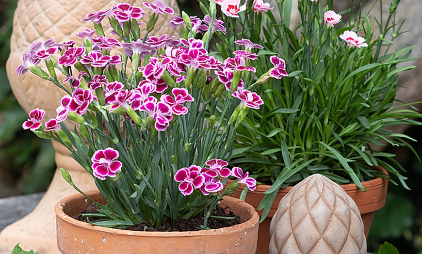 Image 2: Garden-Ready Dianthus Plants