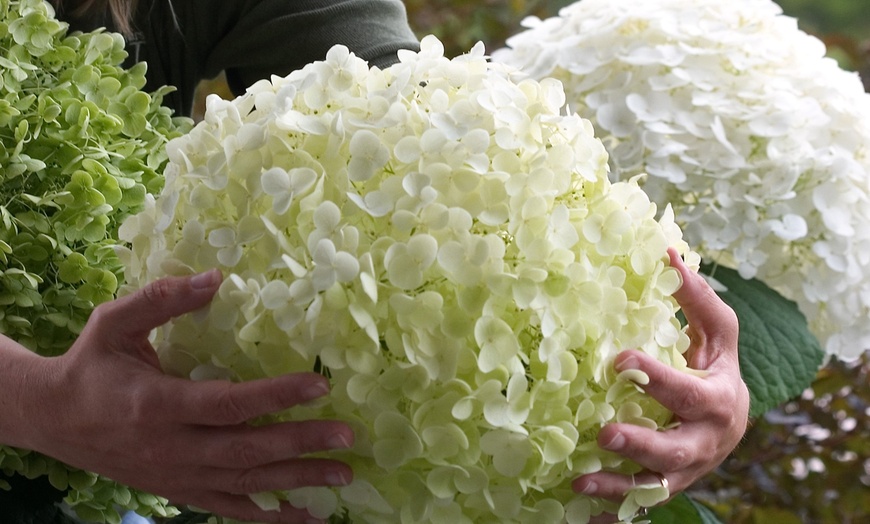 Image 1: Plante Hortensia Strong Annabelle