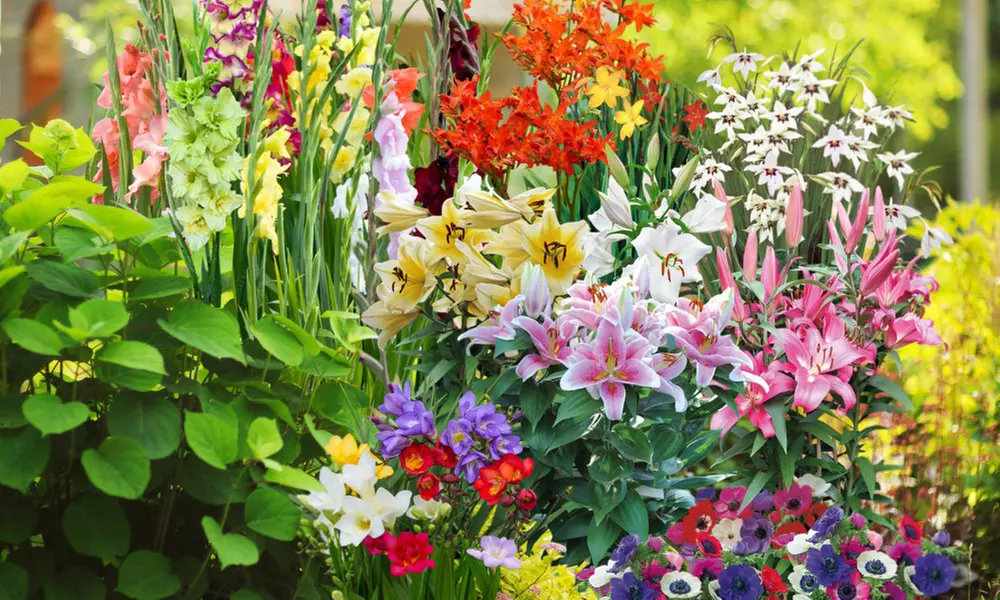 Summer Colour Bulb Collection - 100 or 200 Bulbs - Primary Image