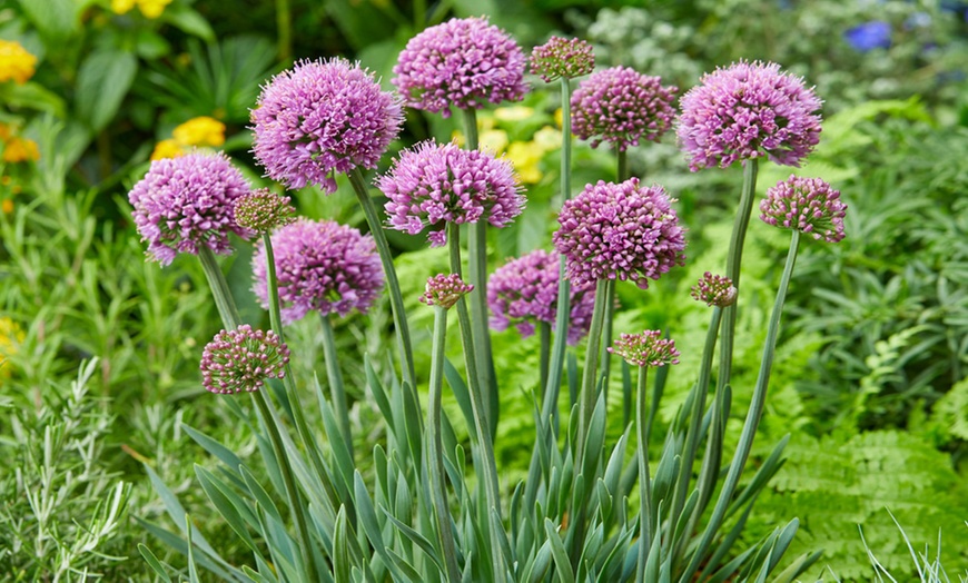 Image 2: Allium Little Sapphire - 1, 3 or 5 Plants