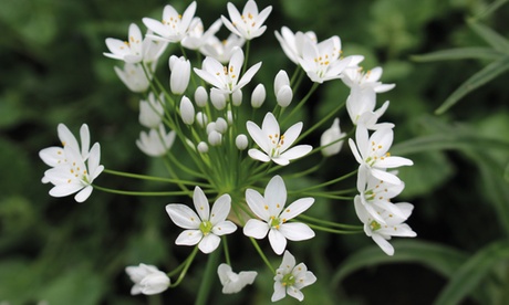 Ensemble de 50 bulbes d'Allium