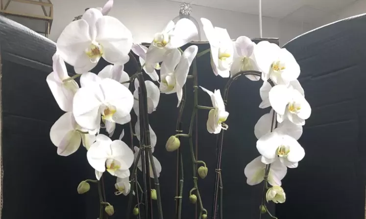 Up to 46% Off on Flowers & Plants (Retail) at Potted & Petals - Primary Image