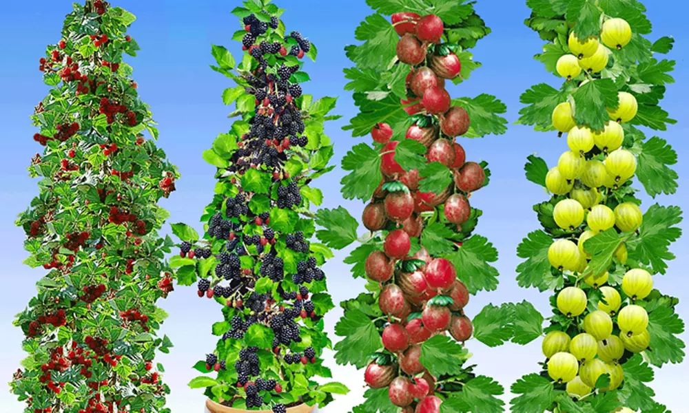 4x, 8x oder 12x Säulenbeeren-Set (bis zu 46% sparen*) - Primary Image