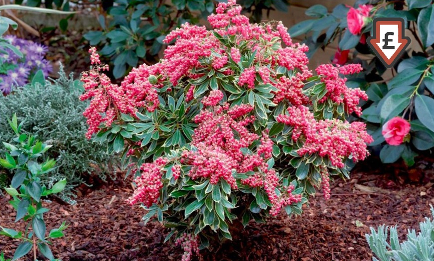 Image 1: 5-Plant Evergreen Pieris Plants