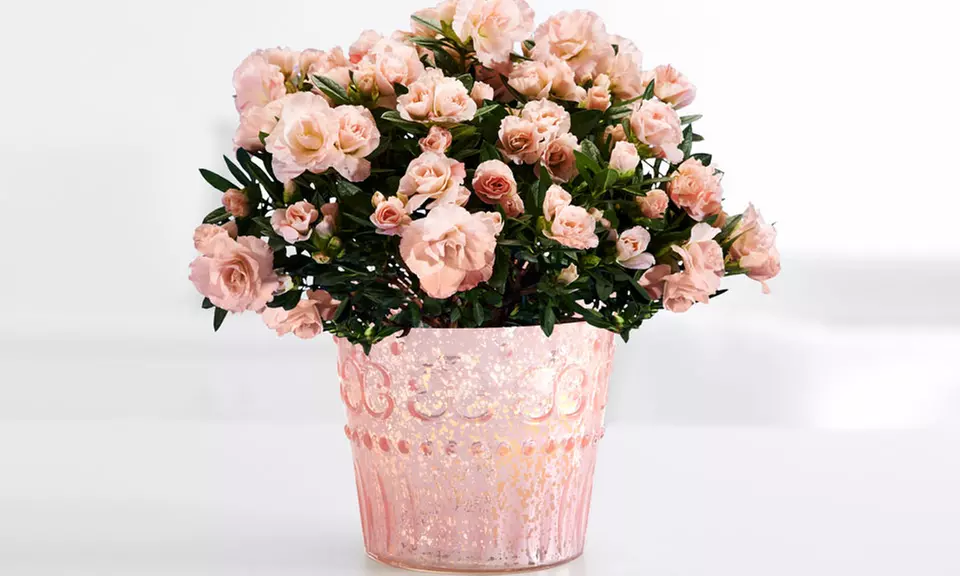 $15 for $30 Worth of Flowering and Potted Plants from ProPlants - Second Medium