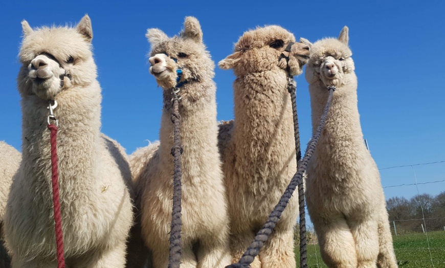 Image 1: 60 Minute Alpaca Experience for One or Two