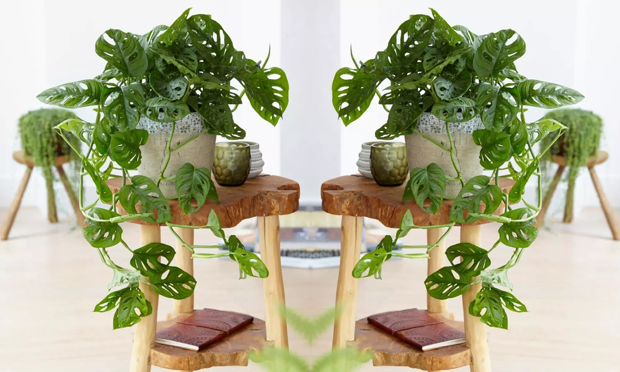 Lot de 2 plantes Monstera Monkey Mask, livrées avec pot - Primary Image