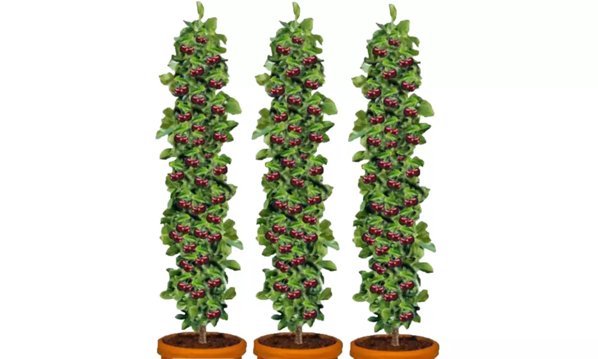 3x XXL-Kirschbaum „Kordia" - Primary Image