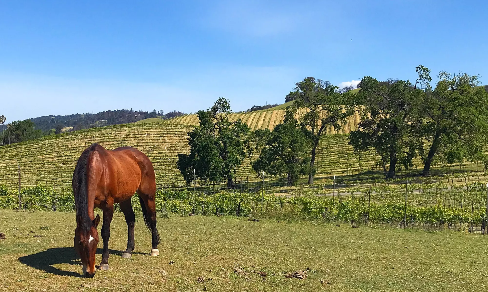 Two-Hour Horseback Trail Ride for One or Two at Cloverleaf Ranch (Up to 50% Off) - Primary Image