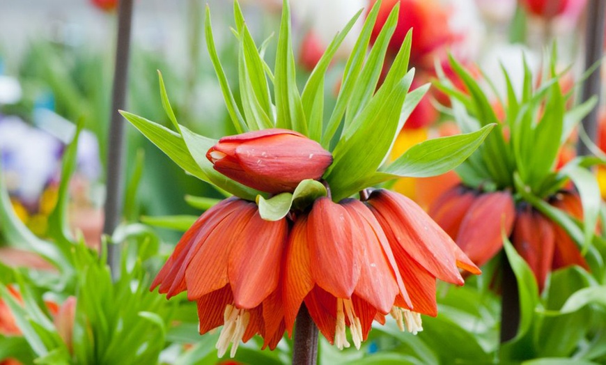 Image 7: Three or Six Fritillaria Imperialis Red Bulbs