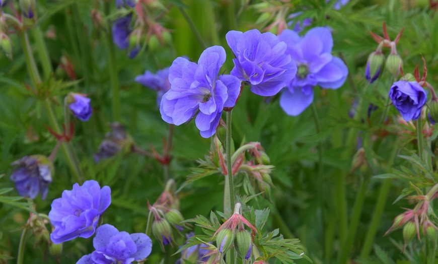 Image 1: Up to 3 Hardy Geranium Azure Skies Jumbo Plugs