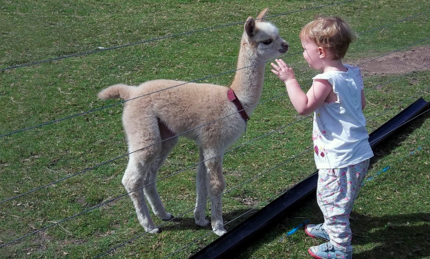 Image 1: Alpaca Walk, Charnwood Forest