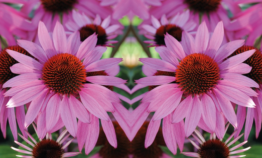 Image 5: 12 or 24 Perennial Echinacea ‘Nectar Pink’ Plants