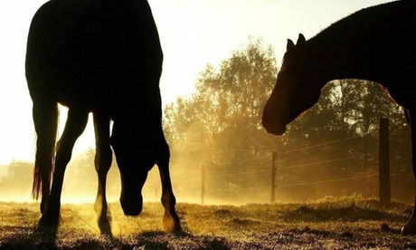 3 o 5 lezioni di equitazione da 60 minuti da Great Ranch scuola di equitazione (sconto fino a 74%)