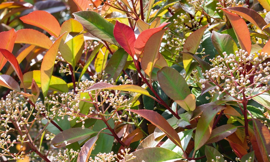 Image 8: 9cm Evergreen Hardy Shrubs