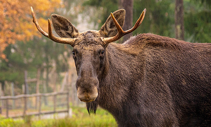 Image 10: Tagesticket Wildpark Müden