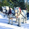 Image 1: Discover Joy: Kennel Tours with Sleigh/Wagon Rides for 2 to 5 People!