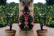 Four or Eight Mediterranean Fruit Plants - Lemon, Calamondin, Lime and Fig with Optional Pots - Second Medium