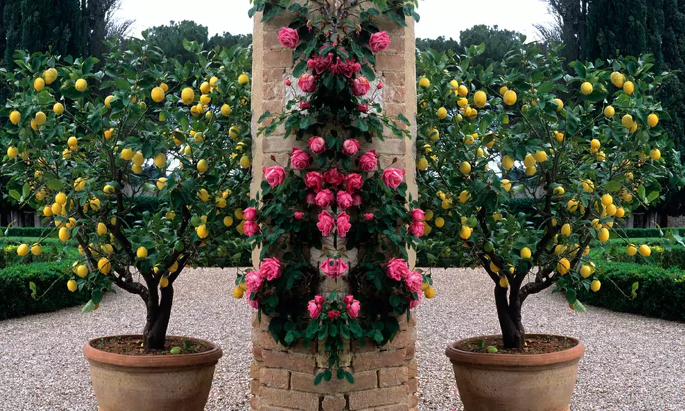 Mediterranean Fruit Collection - Lemon, Calamondin, Lime and Fig