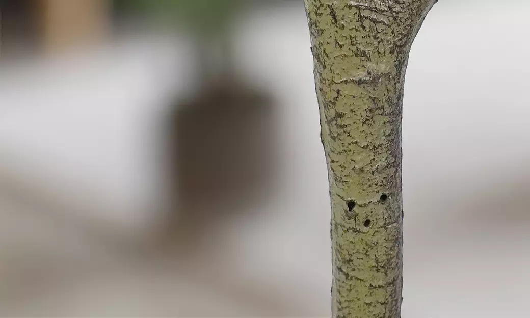 Collezione di piante finte da interno