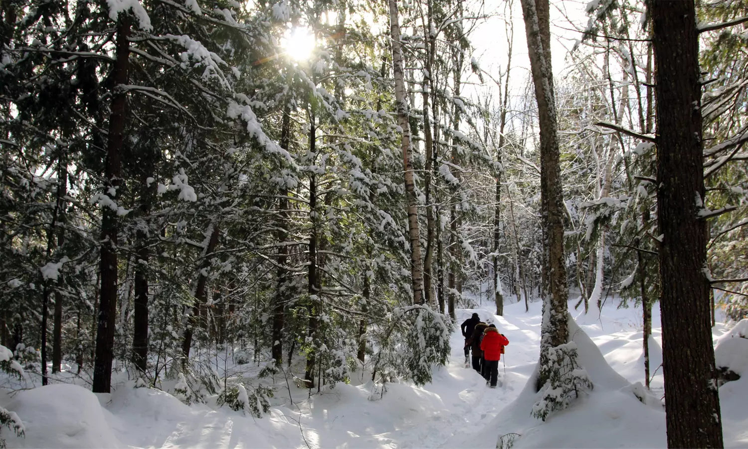 Guided Backcountry Snowshoe Tour for One, Two, or Four with Alpine Adventures (Up to 25% Off) - Second Medium
