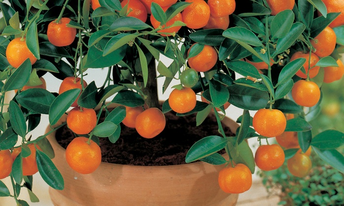 4 Mediterranean Fruit Plants | Groupon