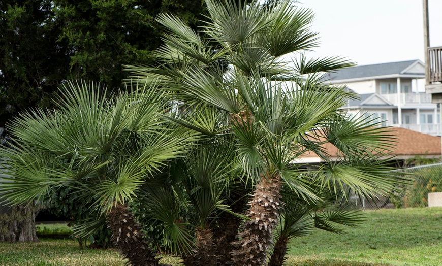 Image 6: Palmier nain européen rustique Chamaerops "Humilis"