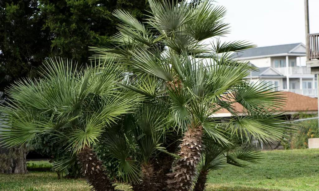 Palmier nain européen rustique Chamaerops "Humilis"