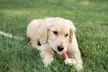 Premium Nutri Chomps Rawhide Free Dog Treats - Second Medium