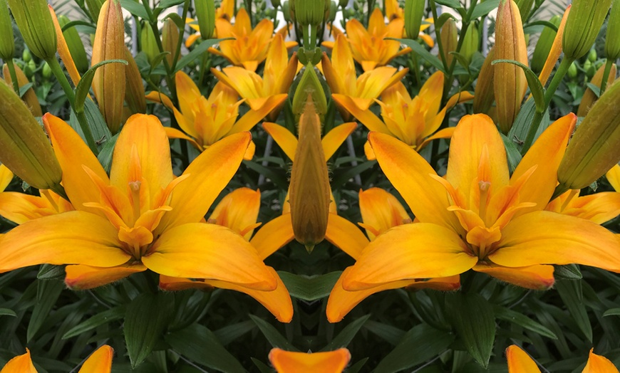 Image 10: Double Pollen Free Lily Collection - 2 or 10 Bulbs