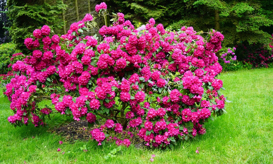 Image 1: Rhododendron "Bollywood"