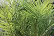 1 ou 2 palmiers dattiers Phoenix "Canariensis", hauteur de 50-60 cm ou 65-85 cm à la livraison, au choix - Second Medium