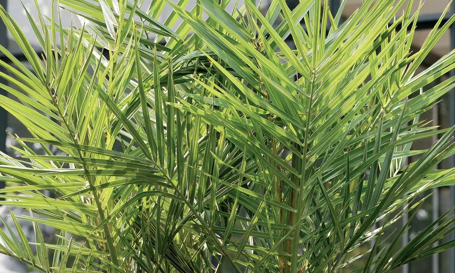 Palmier dattier Phoenix "Canariensis"