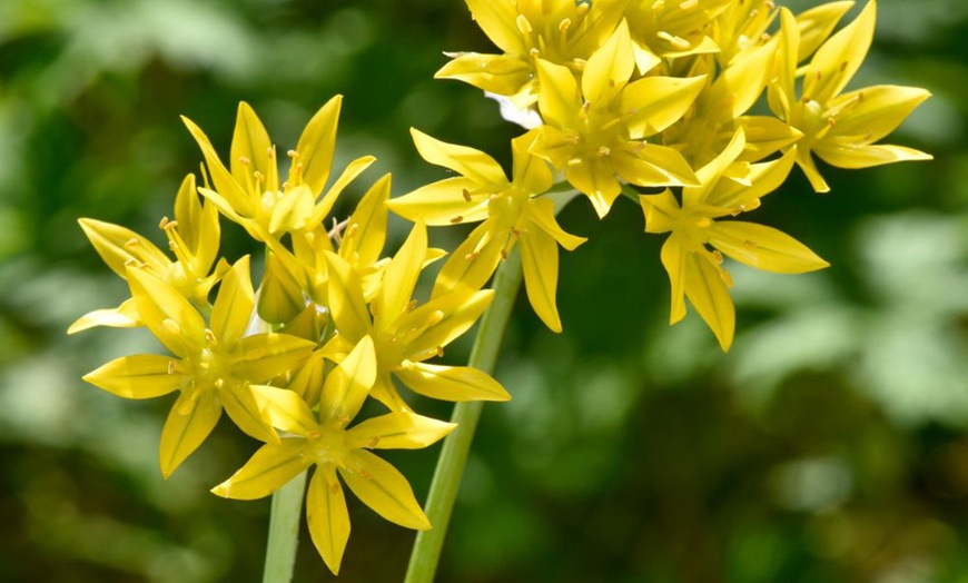 Image 3: 101 Mixed Allium Bulbs