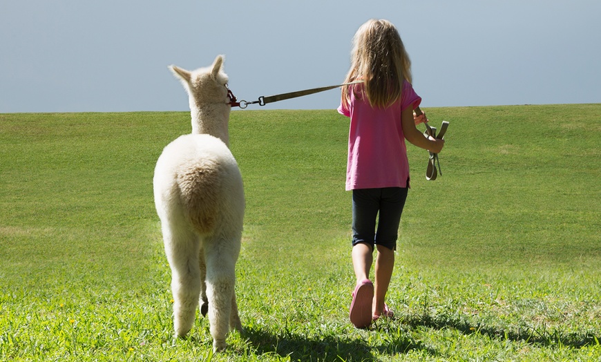 Image 1: Alpaca Walk with Refreshments