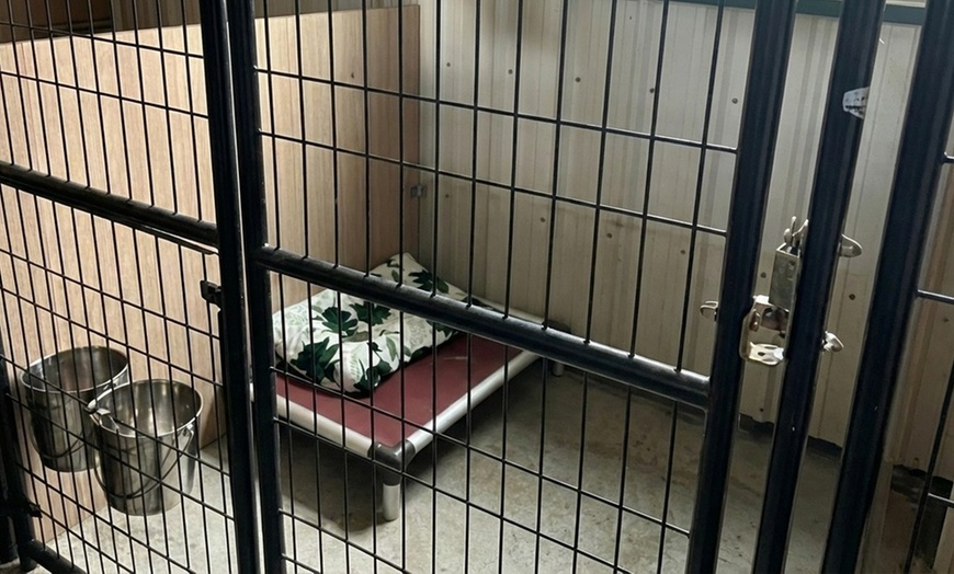 Image 3: Dog Boarding Stays with Daily Play and Attentive Care Options