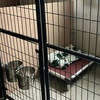 Image 3: Dog Boarding Stays with Daily Play and Attentive Care Options