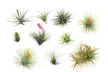Mezcla de 6 o 12 plantas de aire Tillandsia - Second Medium