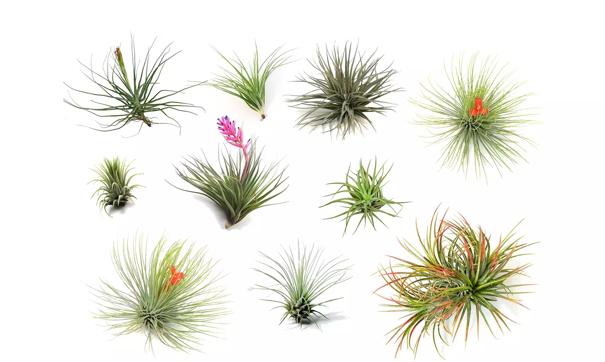 Mezcla de plantas de aire Tillandsia