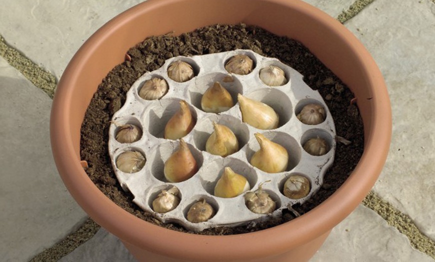 Image 13: Ready to Plant Bulb Trays