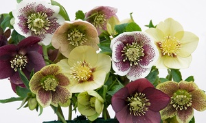 10 Hellebore and Hybridus Plants 