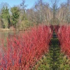Image 6: Winter Colour Cornus Collection