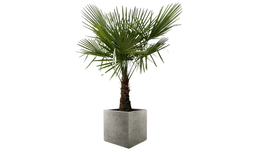 Image 3: 1 ou 2 palmiers "Trachycarpus fortunei" de Gardenzo