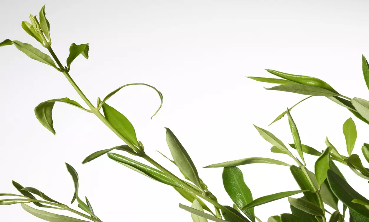 4 plantas mediterráneas