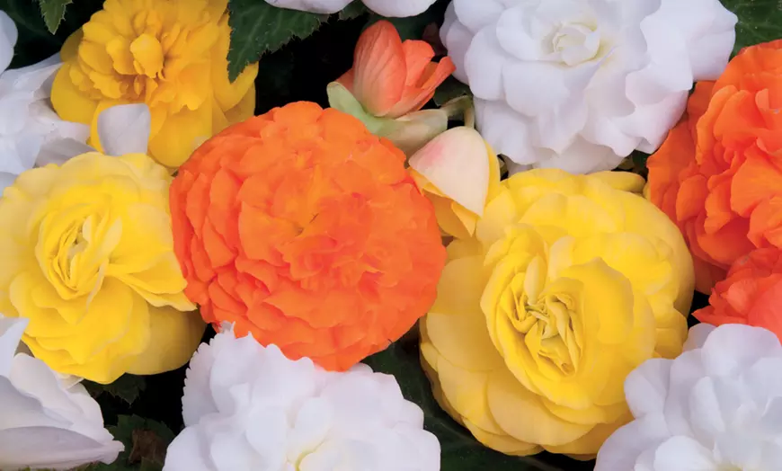 Image 3: Begonia Nonstop Citrus Mix - 15 or 30 Garden-Ready Plants