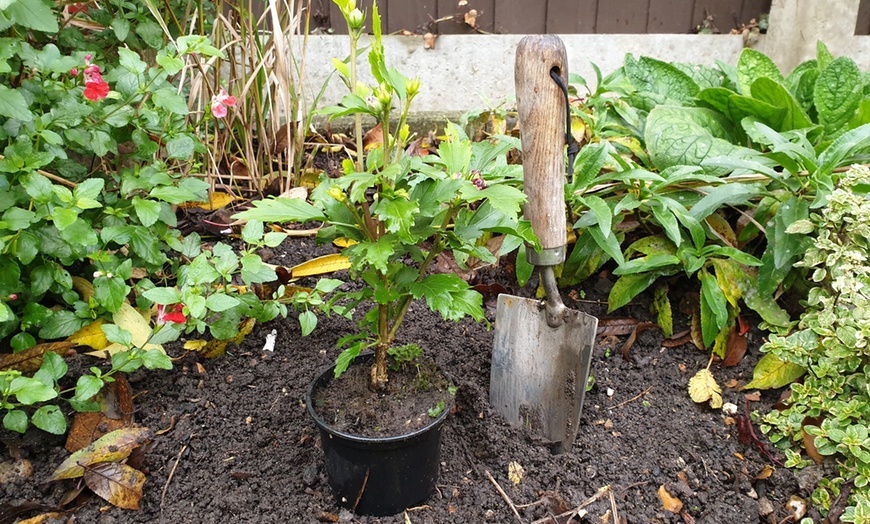 Image 2: 3 or 6 Dry Border Hardy Shrubs