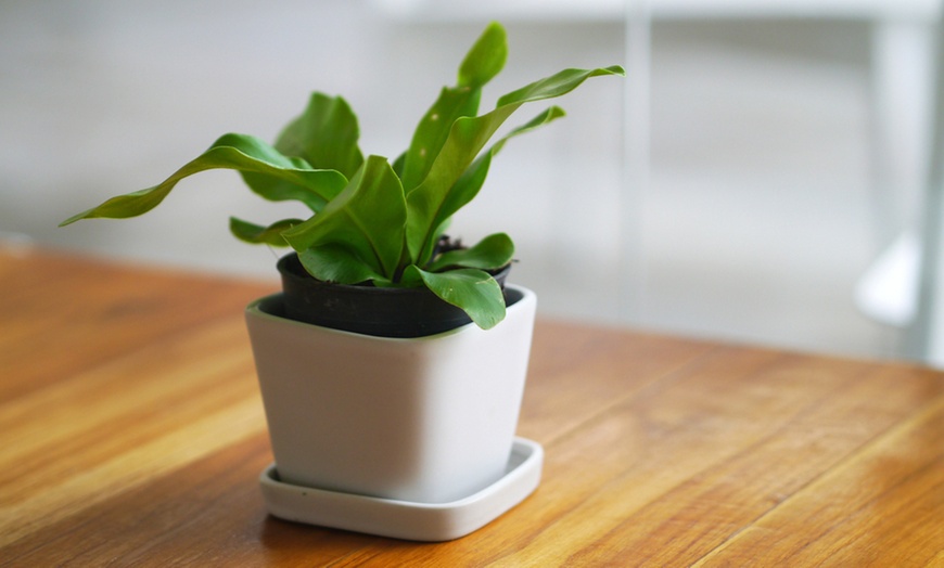 Image 4: Hanging Bird's Nest Fern Plant