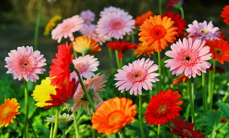 Image 1: Margarita Gerbera